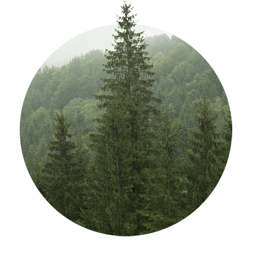 Sustainability_Trees