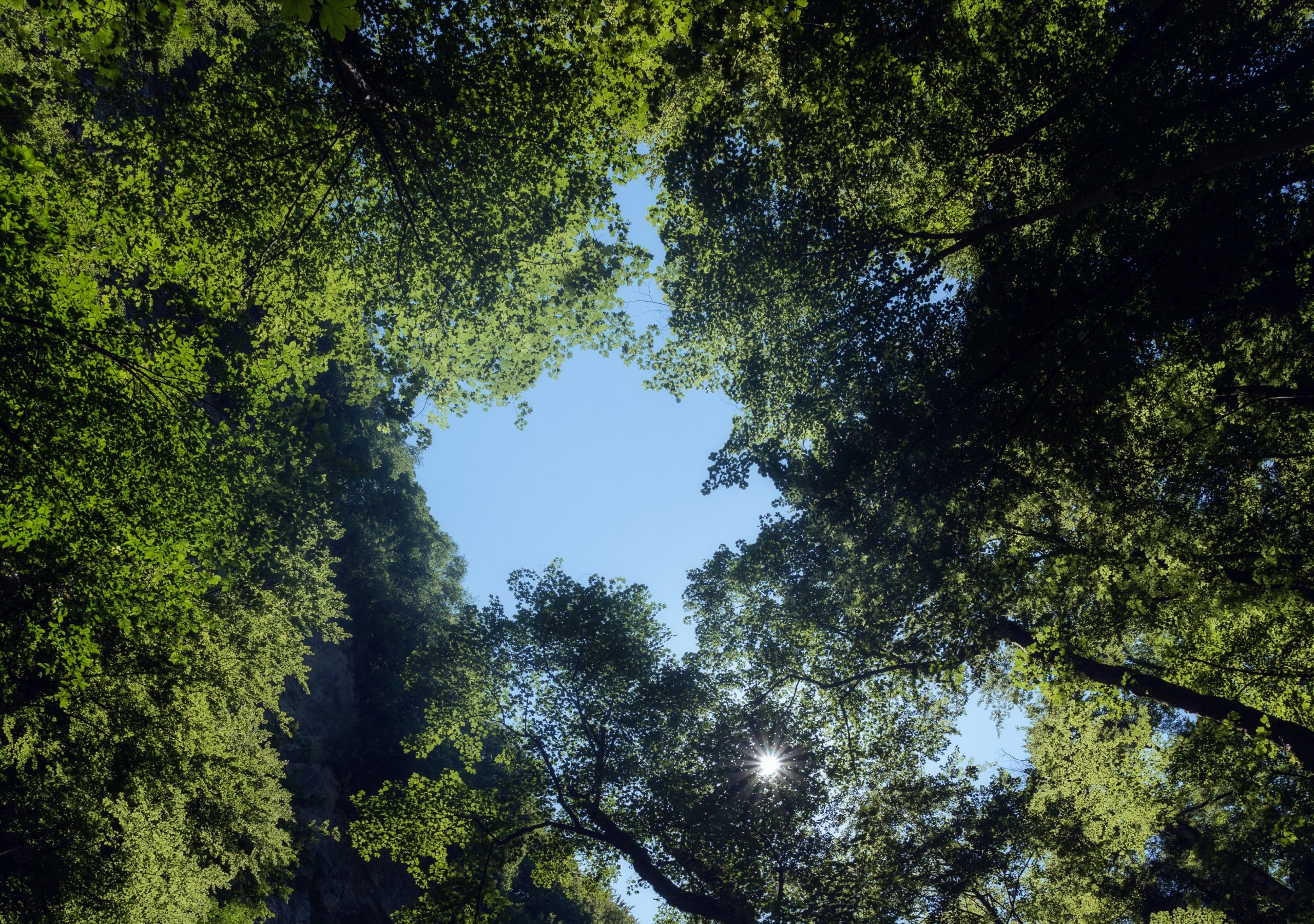 vertical-low-angle-shot-tall-trees-forest-skrad-municipality-croatia